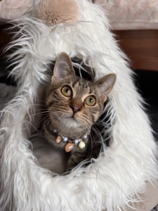 Красиве, лагідне кошеня хлопчик