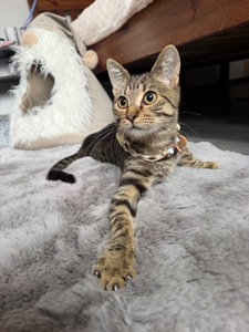 Красиве, лагідне кошеня хлопчик