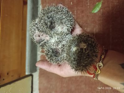 Африканські їжаки, їжак