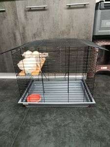 Криси Дамбо