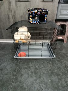 Криси Дамбо