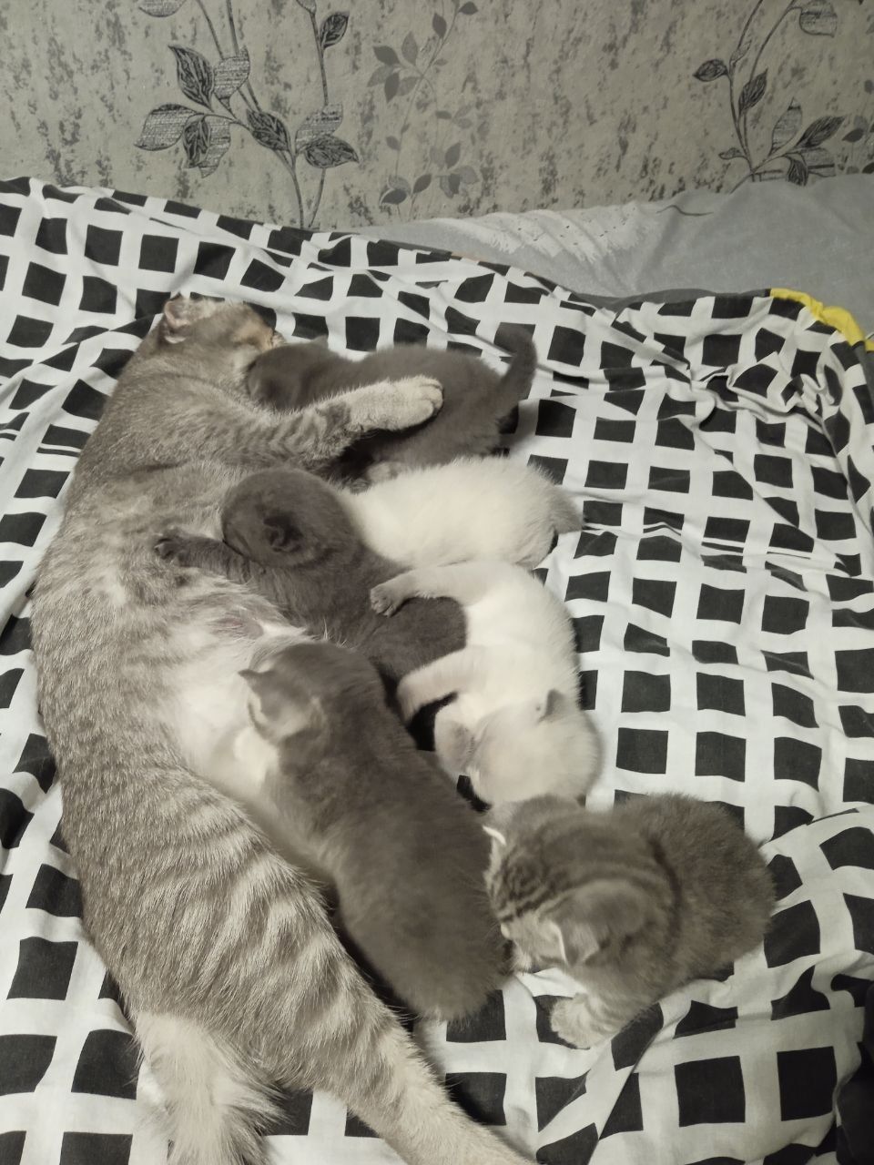 Шотландські кошенята