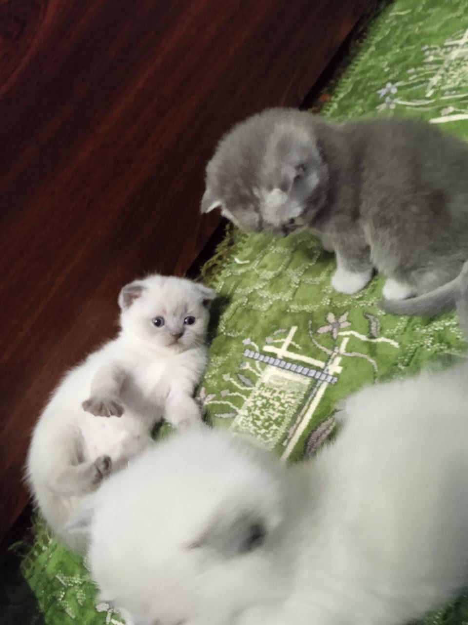 Шотландські кошенята