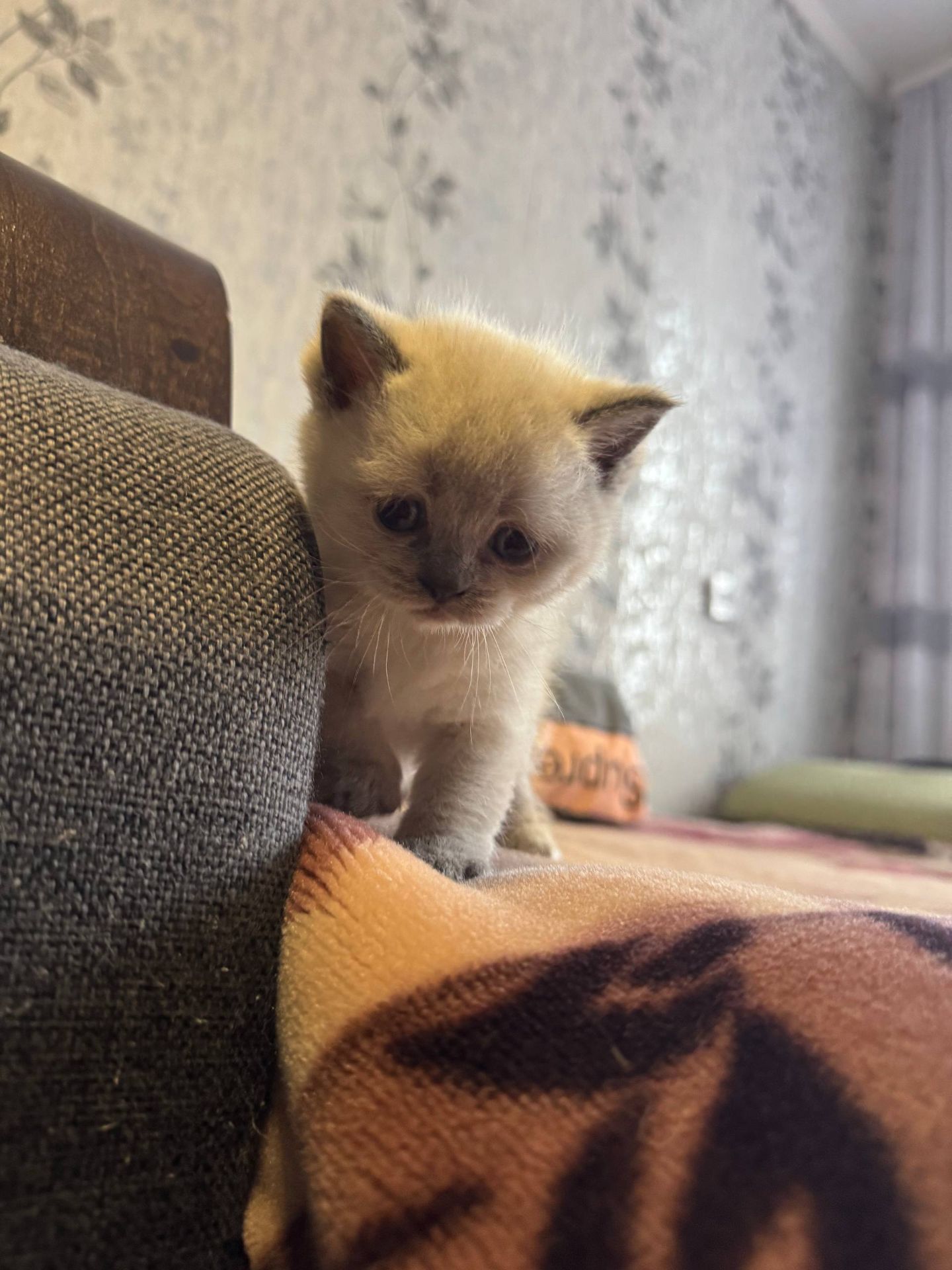 Шотландські кошенята