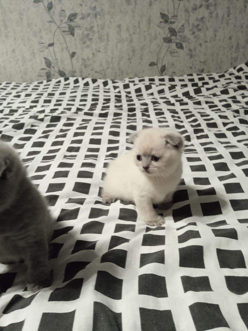 Шотландські кошенята