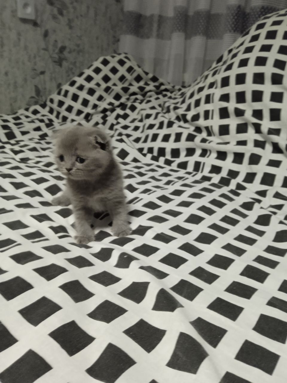Шотландські кошенята