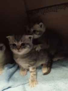 Шотландські кошенята