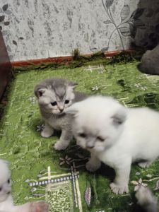 Шотландські кошенята