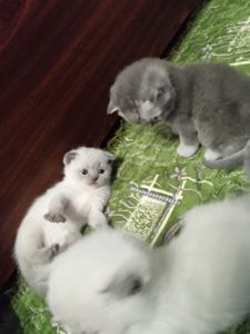 Шотландські кошенята