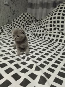 Шотландські кошенята