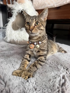 Кошеня Прянік без лапки, дуже лагідний