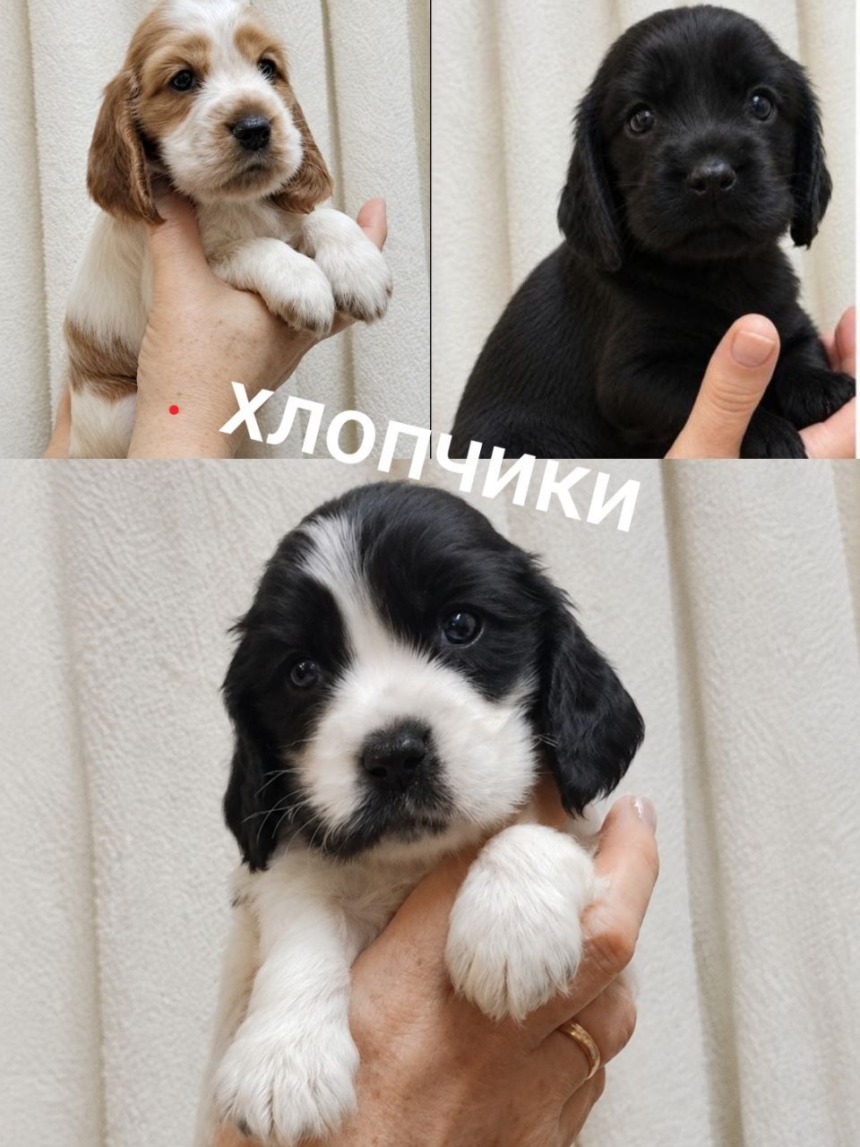 Цуценята Англійського кокер спаніеля