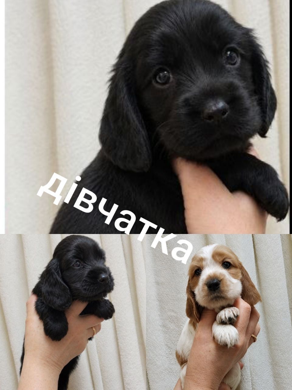 Цуценята Англійського кокер спаніеля