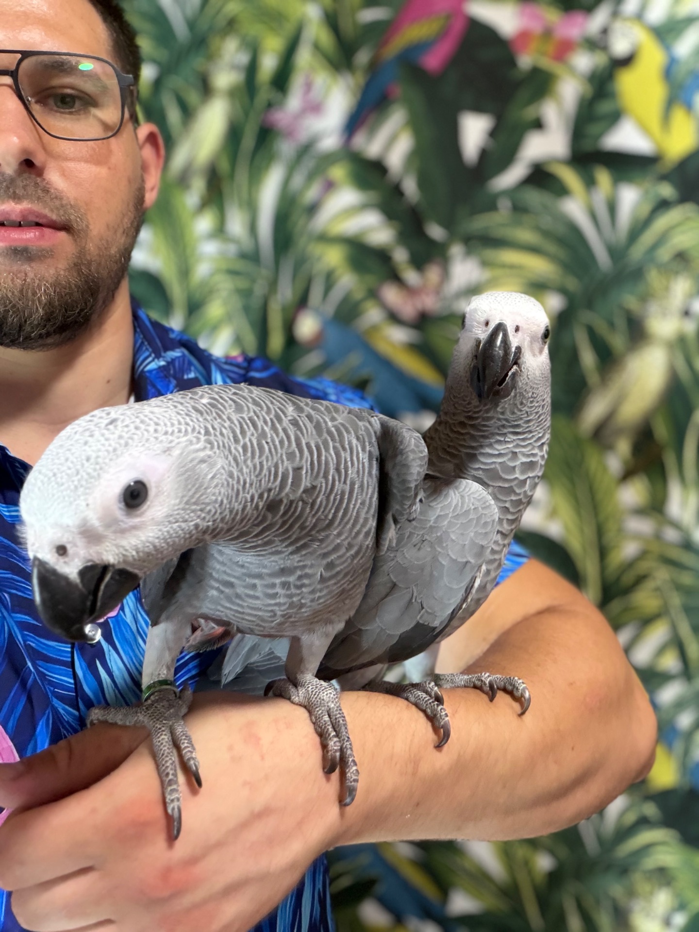 Ручные птенцы попугая Алохвостого жако