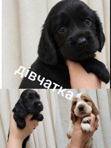 Цуценята Англійського кокер спаніеля