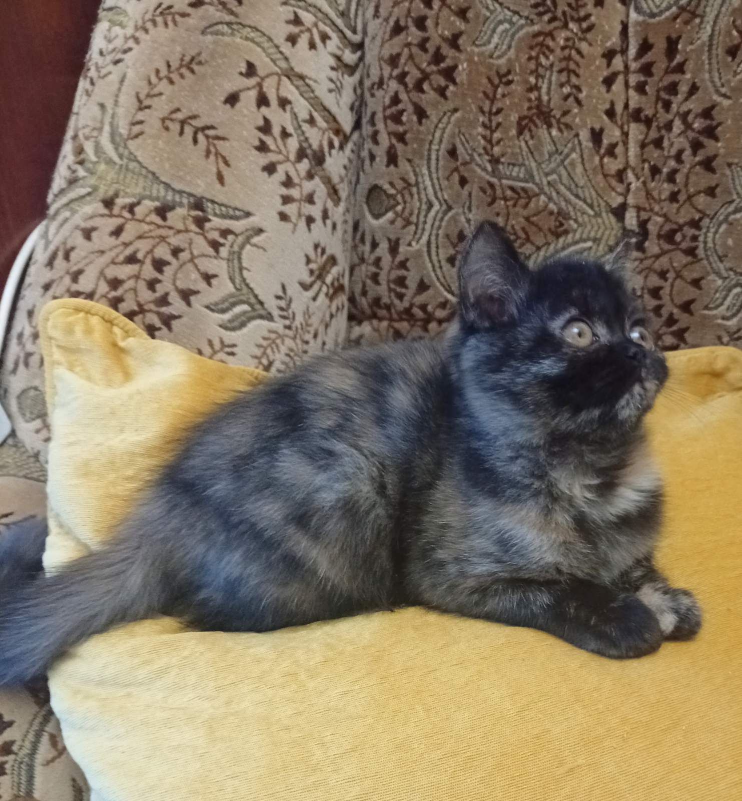 Кошенята