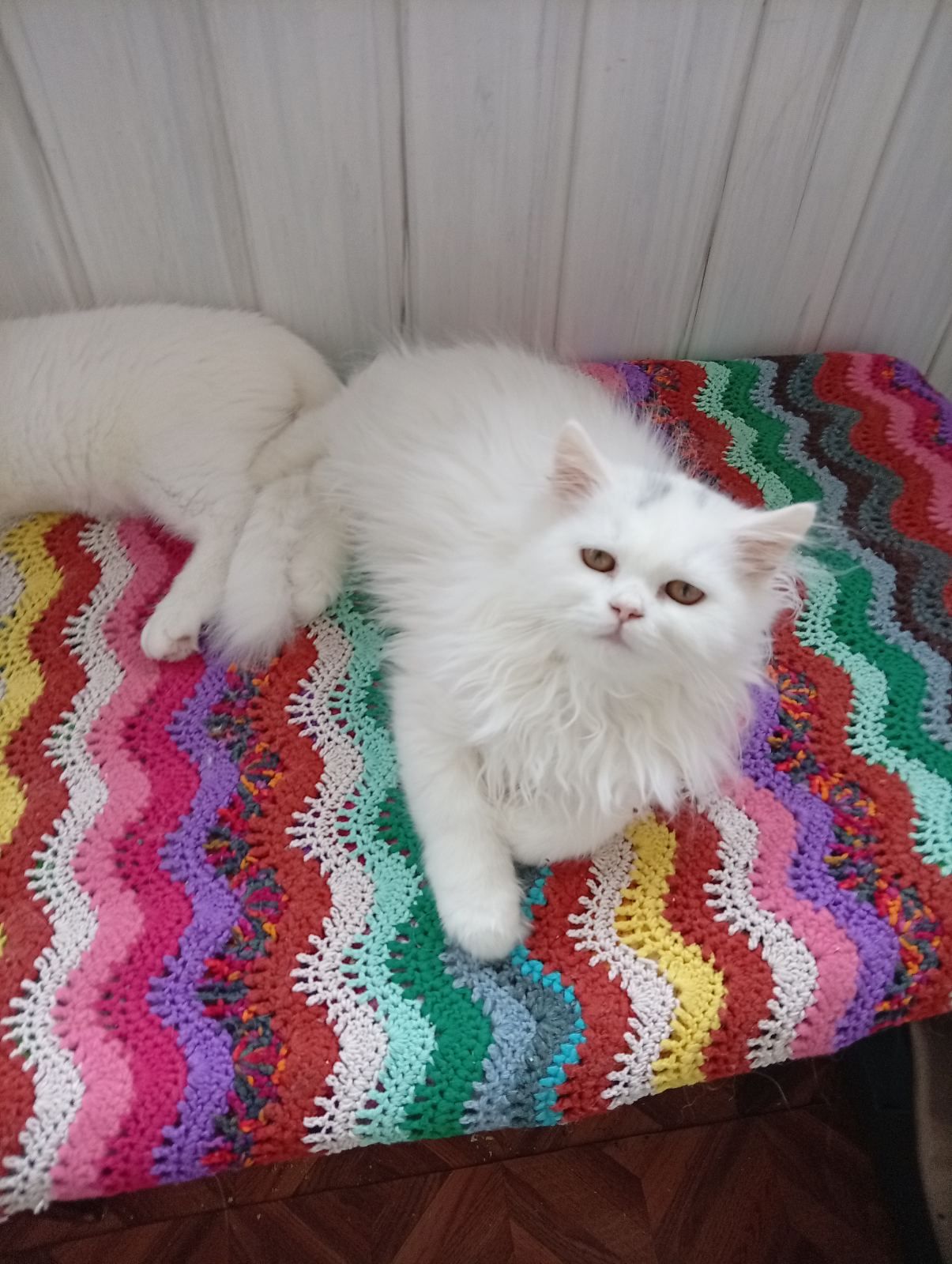 Кошенята