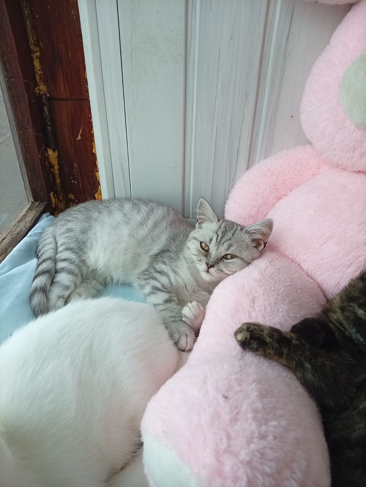 Кошенята