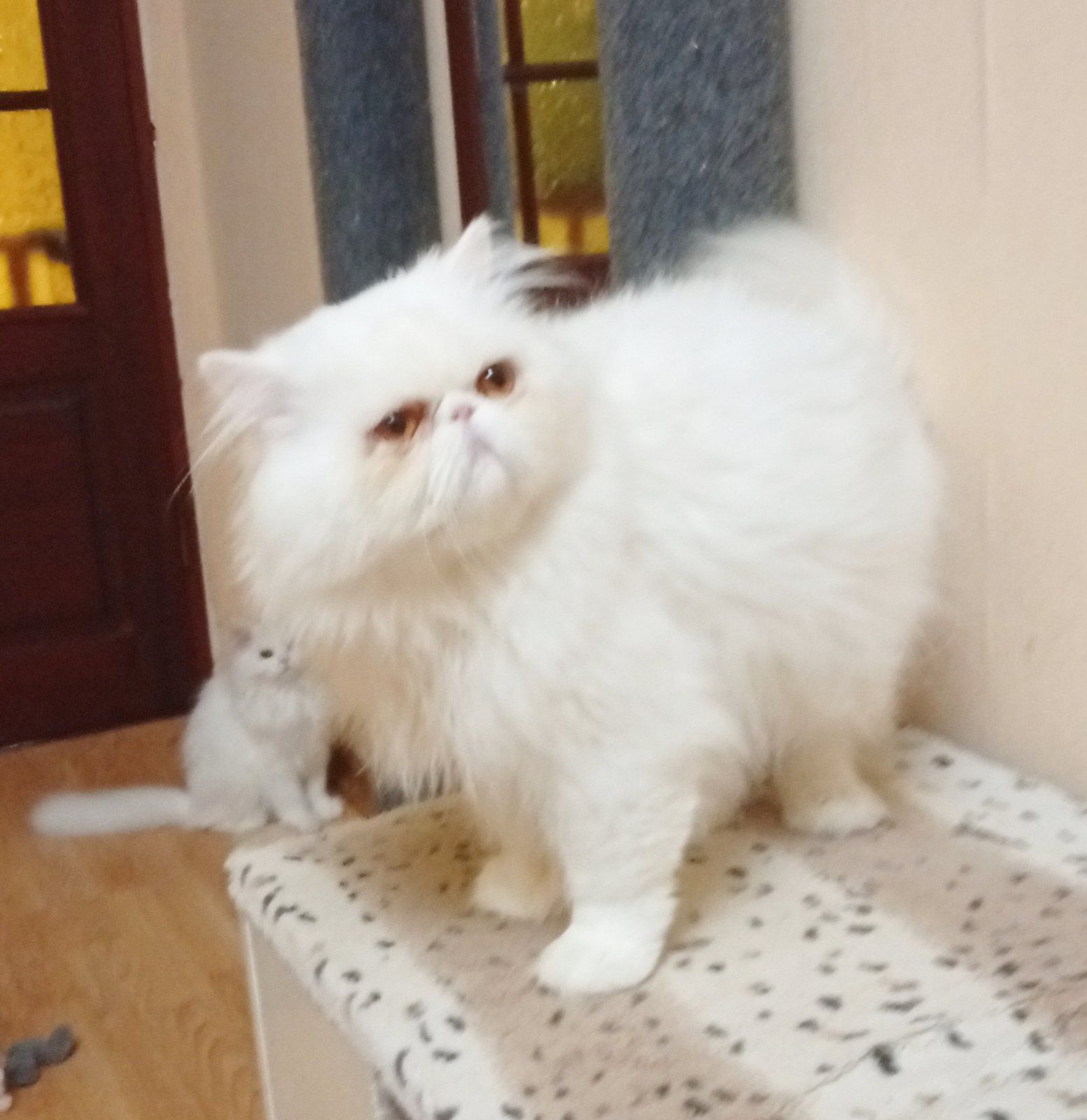 Котику 2 роки