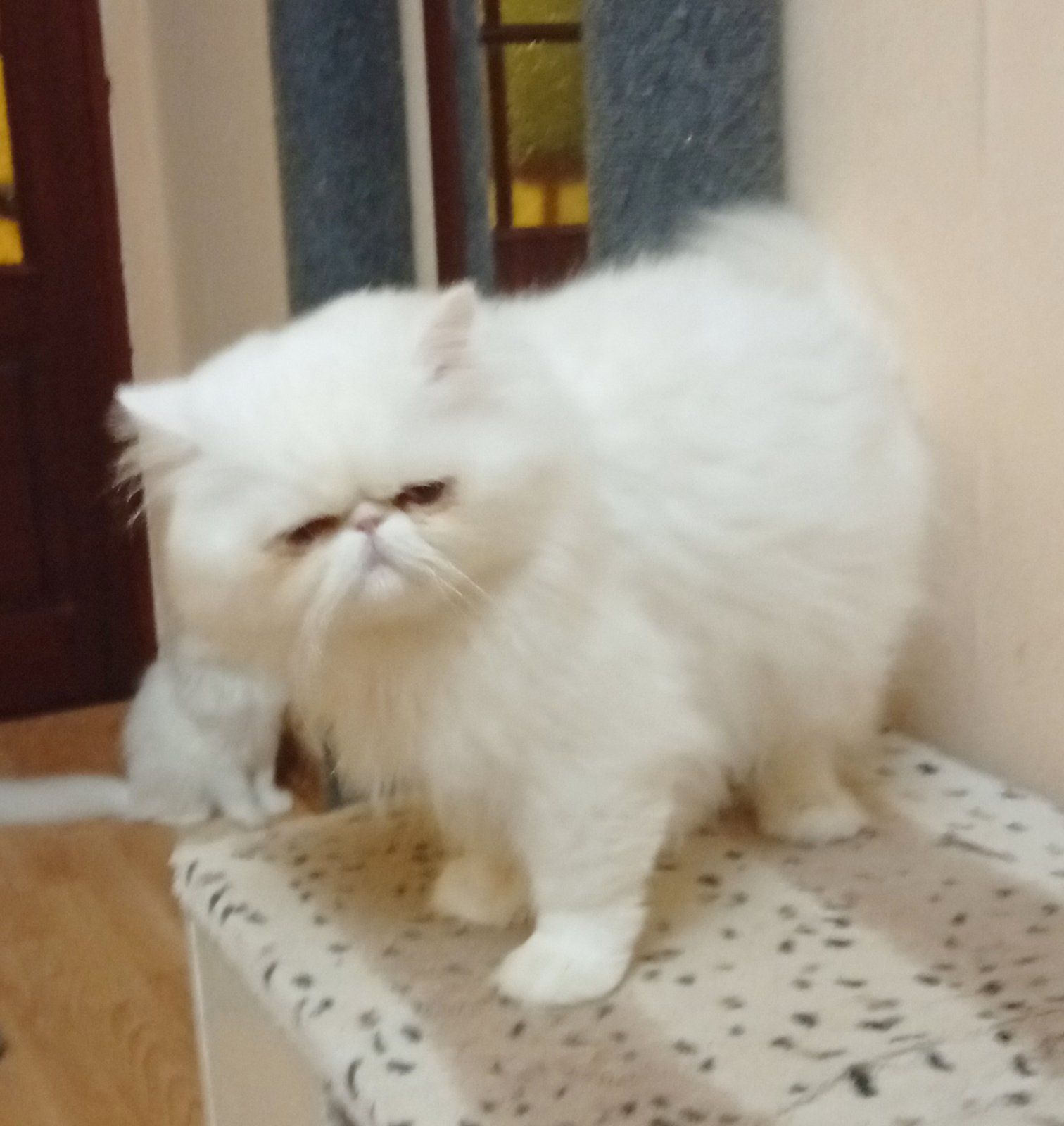 Котику 2 роки