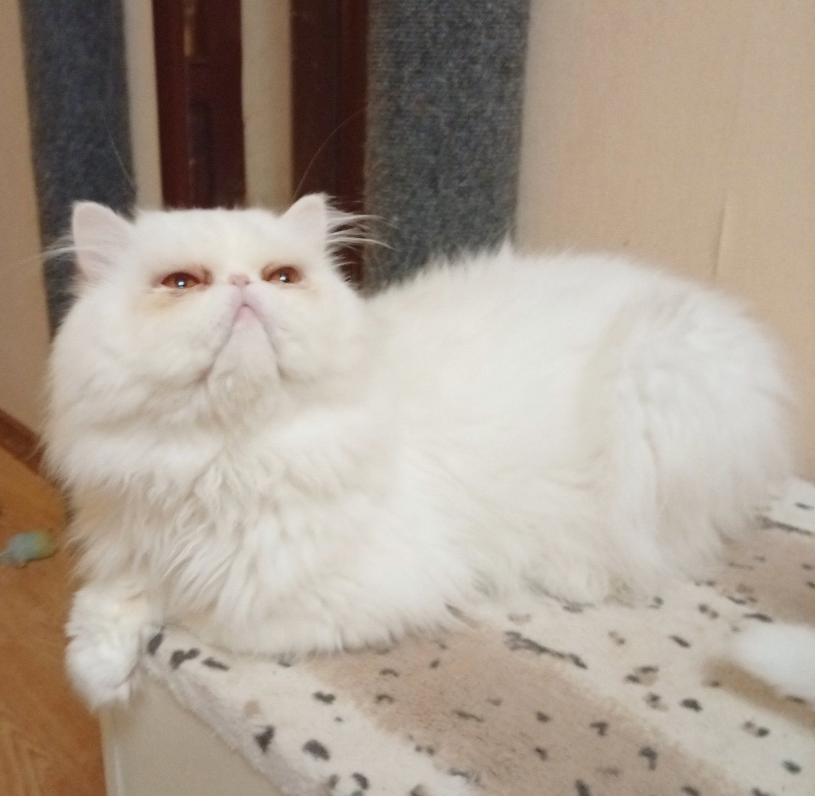 Котику 2 роки
