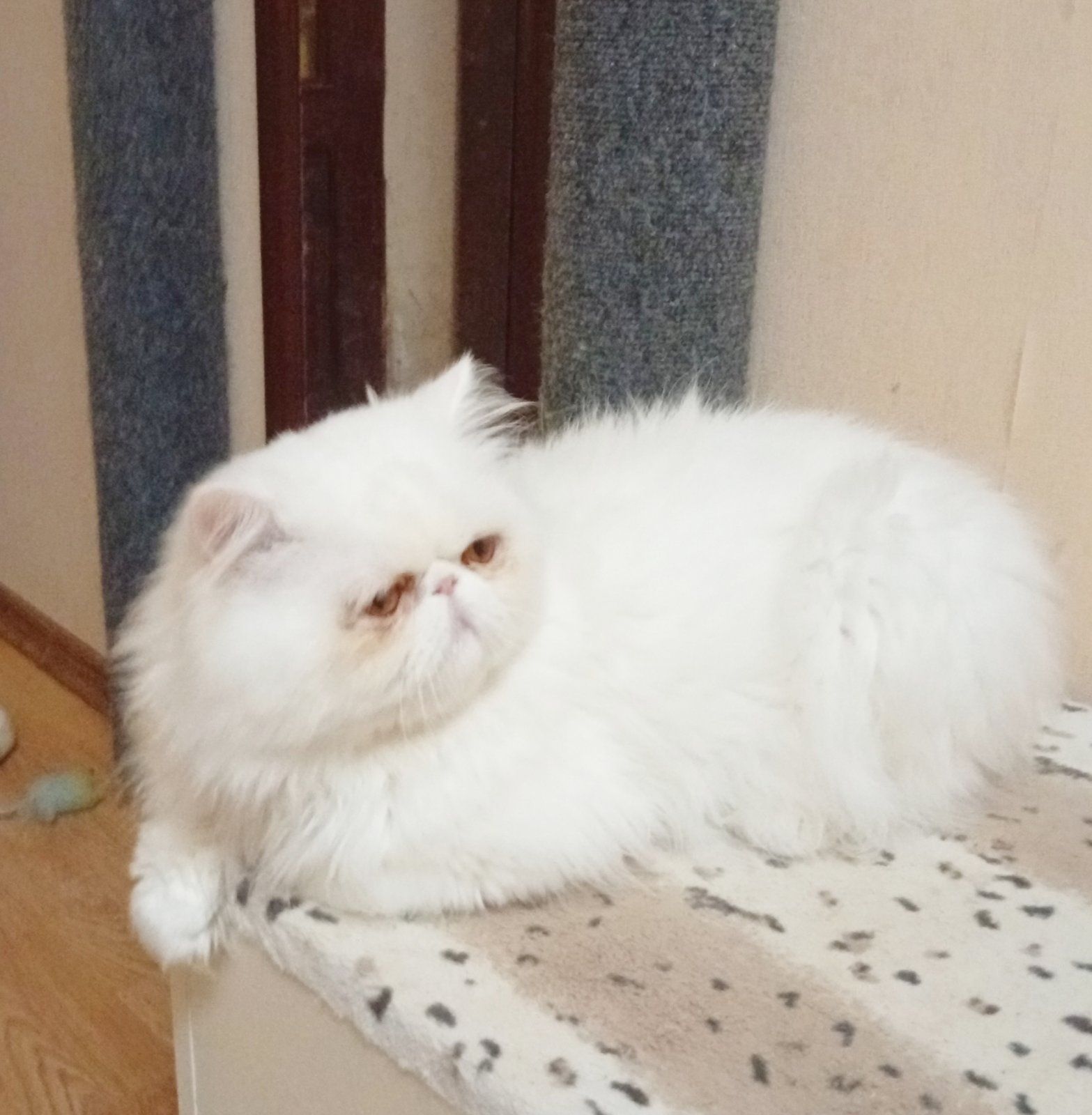 Котику 2 роки