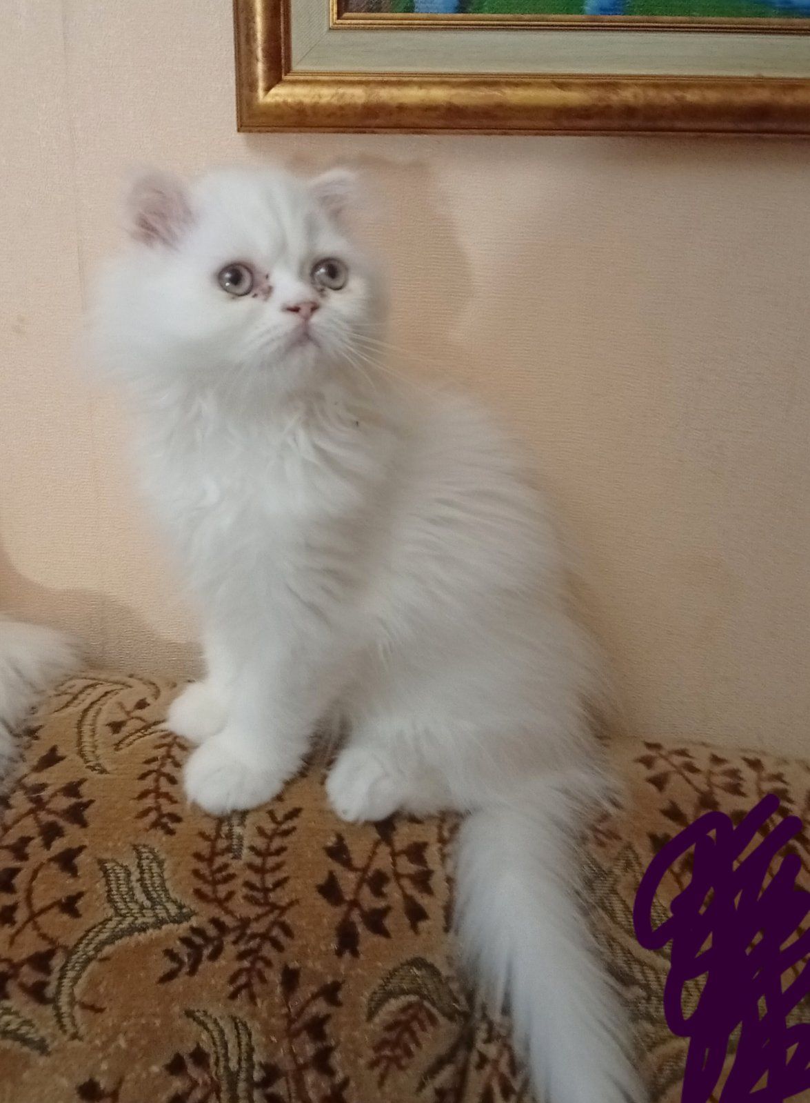 Кошенята