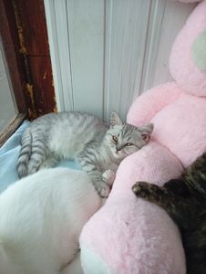 Кошенята