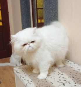 Котику 2 роки