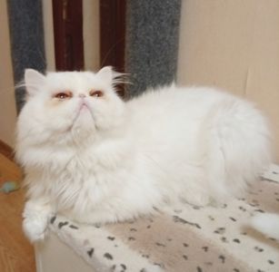 Котику 2 роки