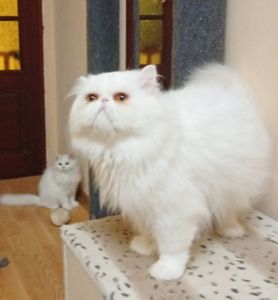 Котику 2 роки