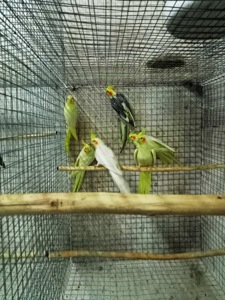Молоденькие короллы