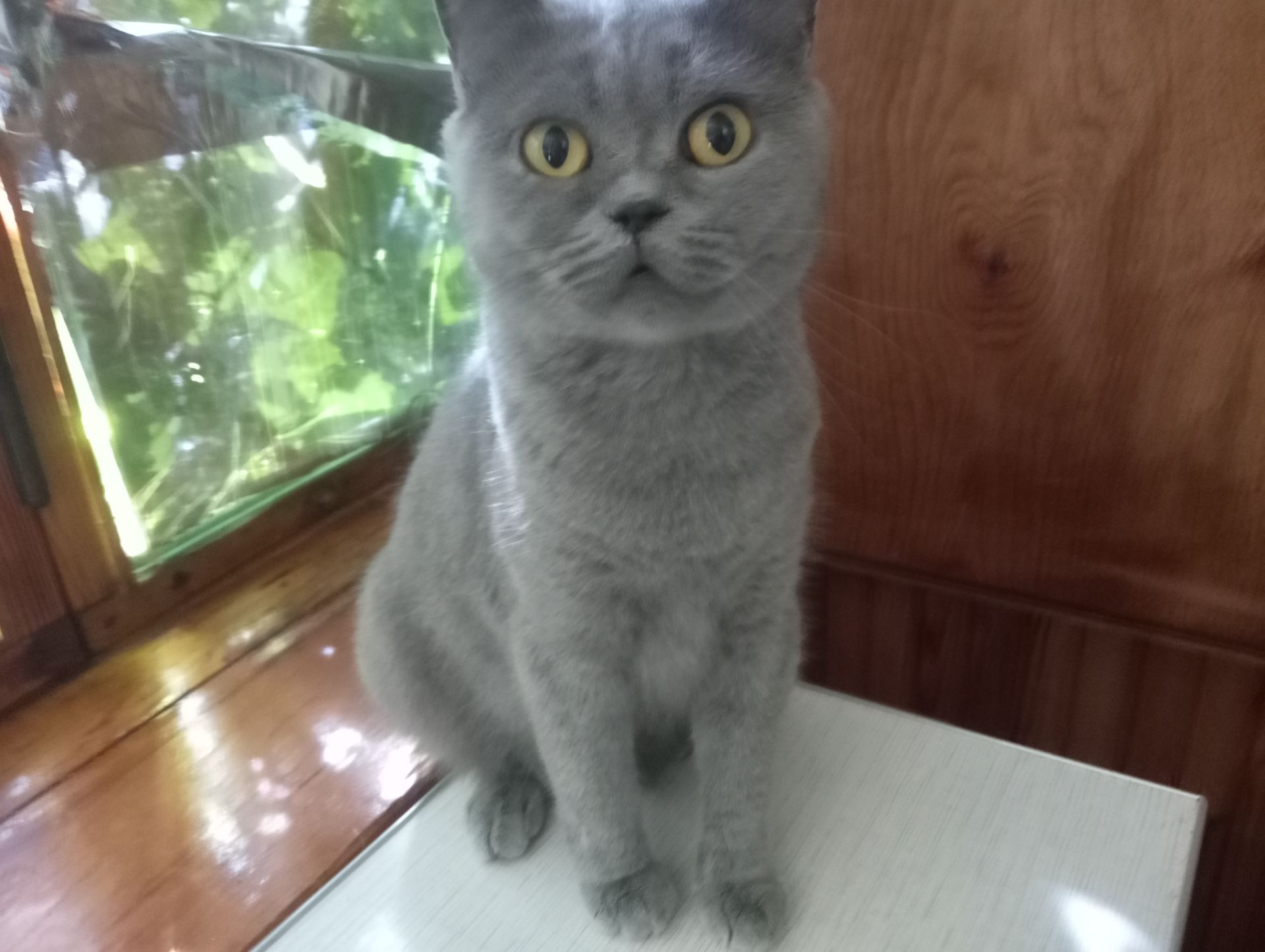 Британская молоденькая кошечка