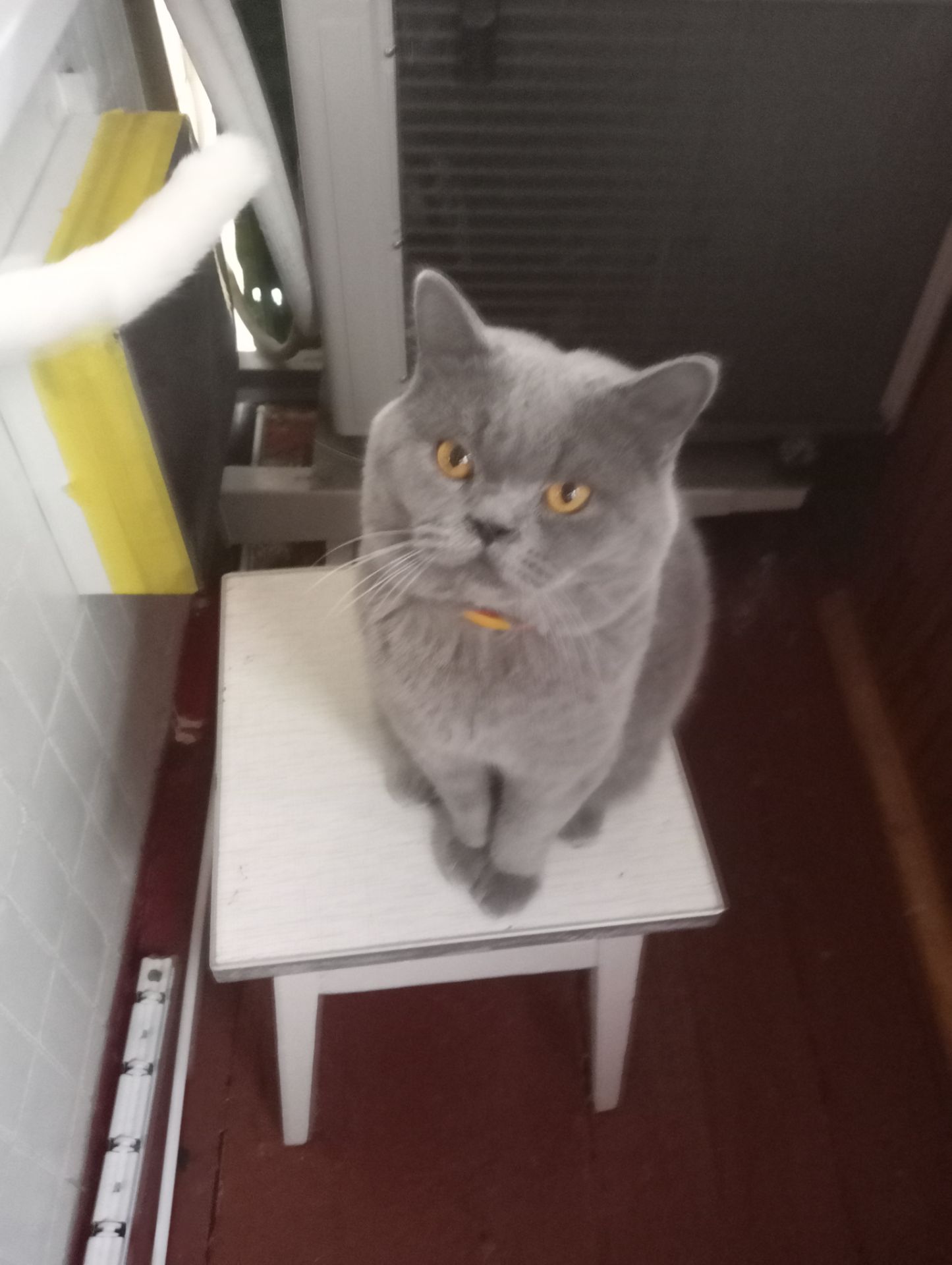 Молоденький британский котик