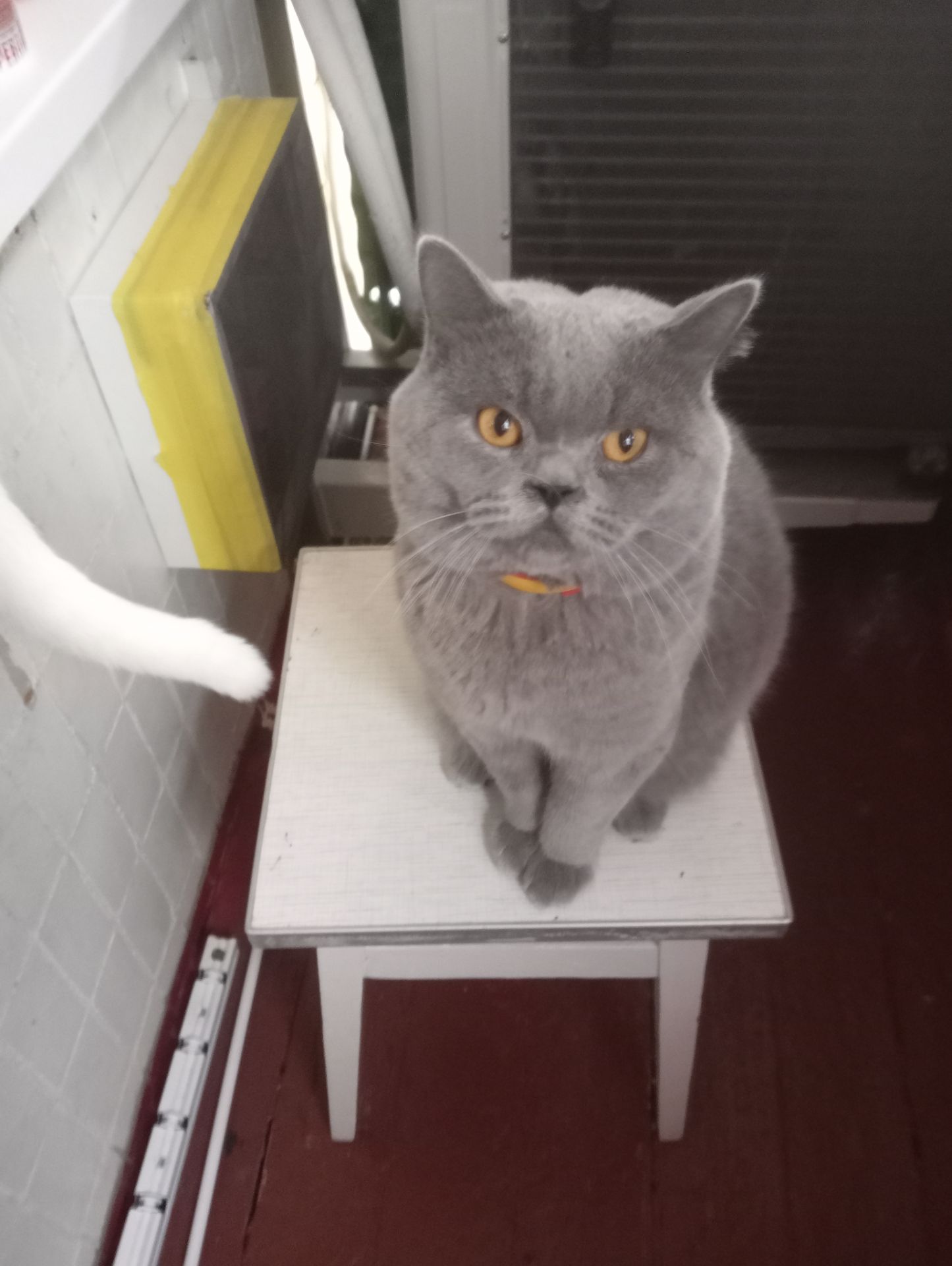 Молоденький британский котик