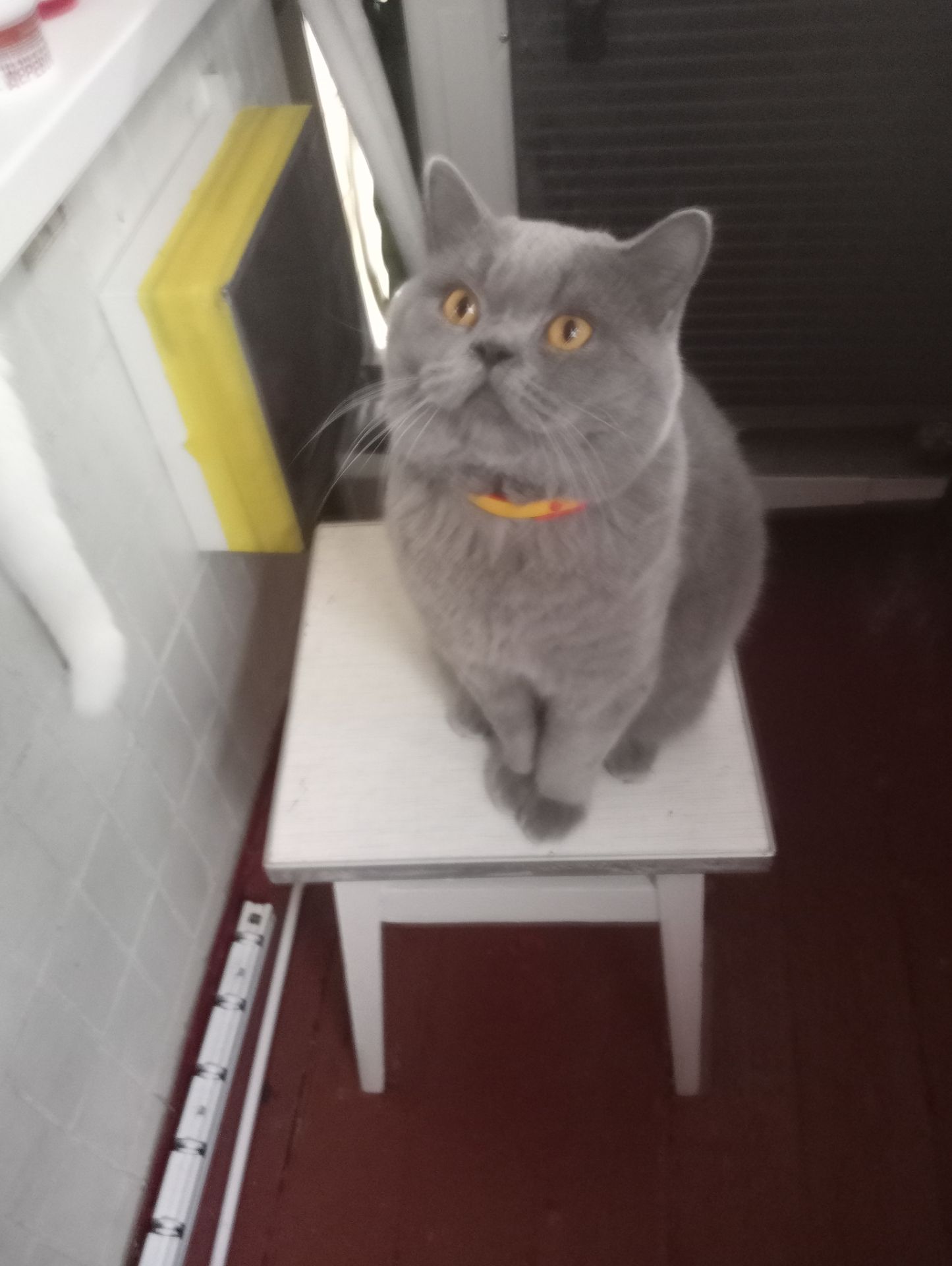 Молоденький британский котик