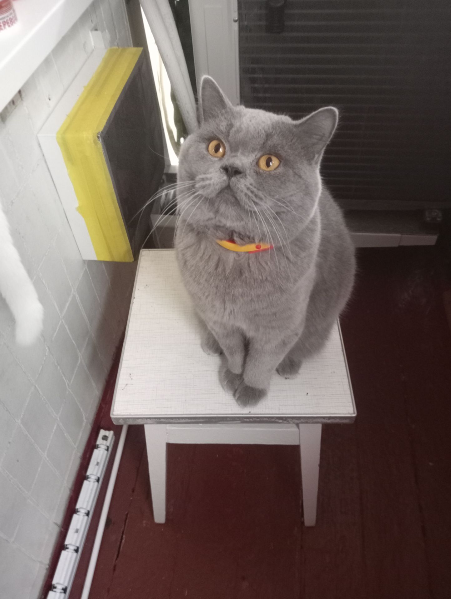 Молоденький британский котик