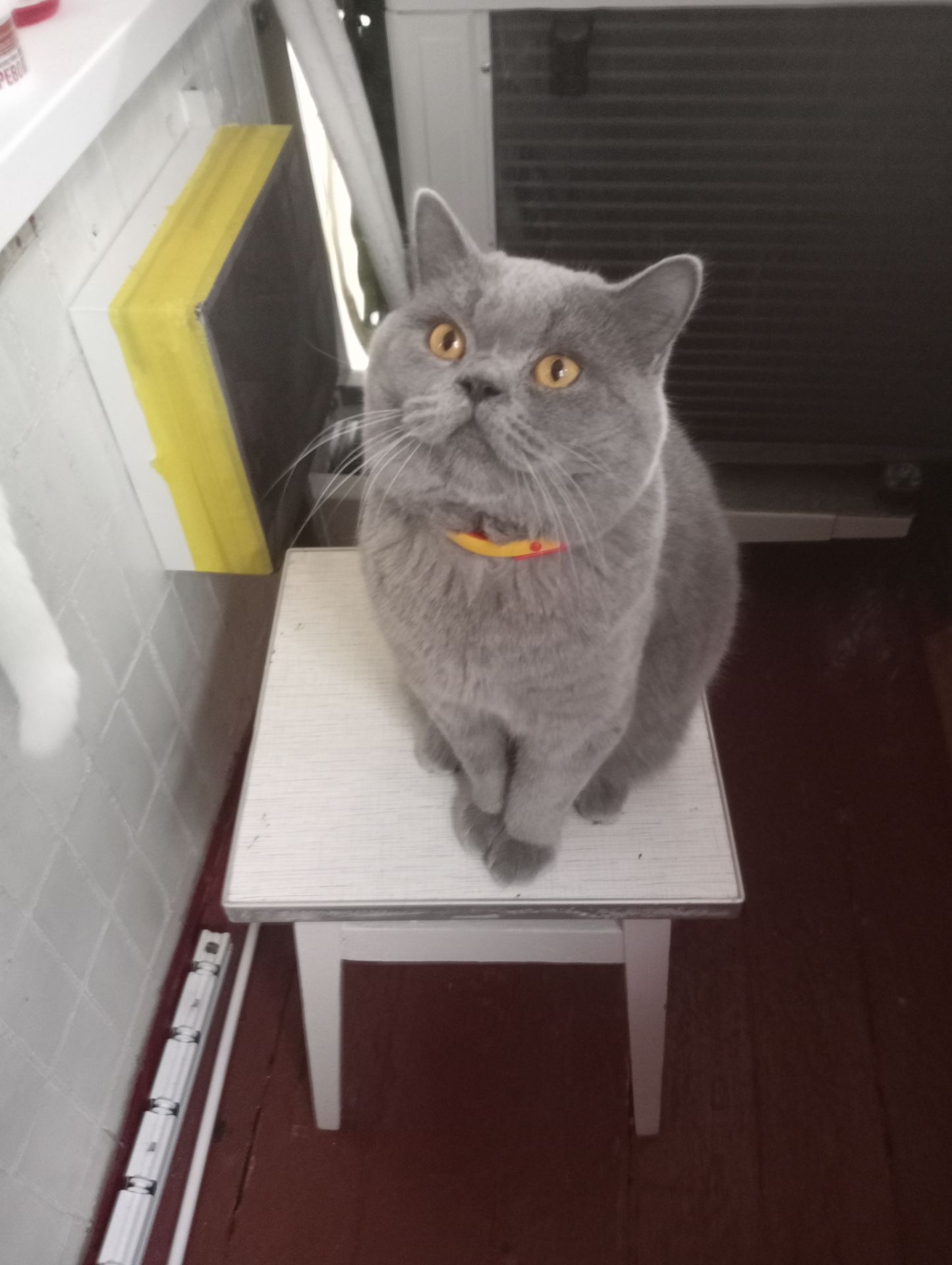 Молоденький британский котик