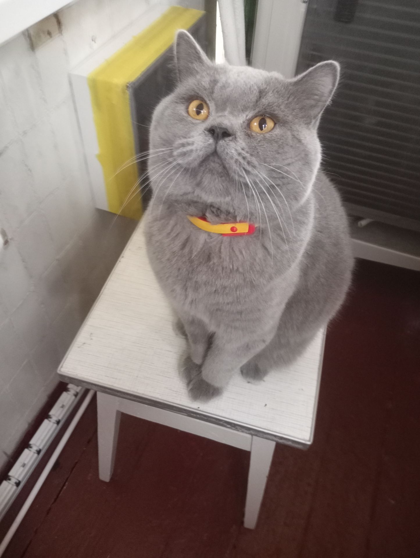 Молоденький британский котик