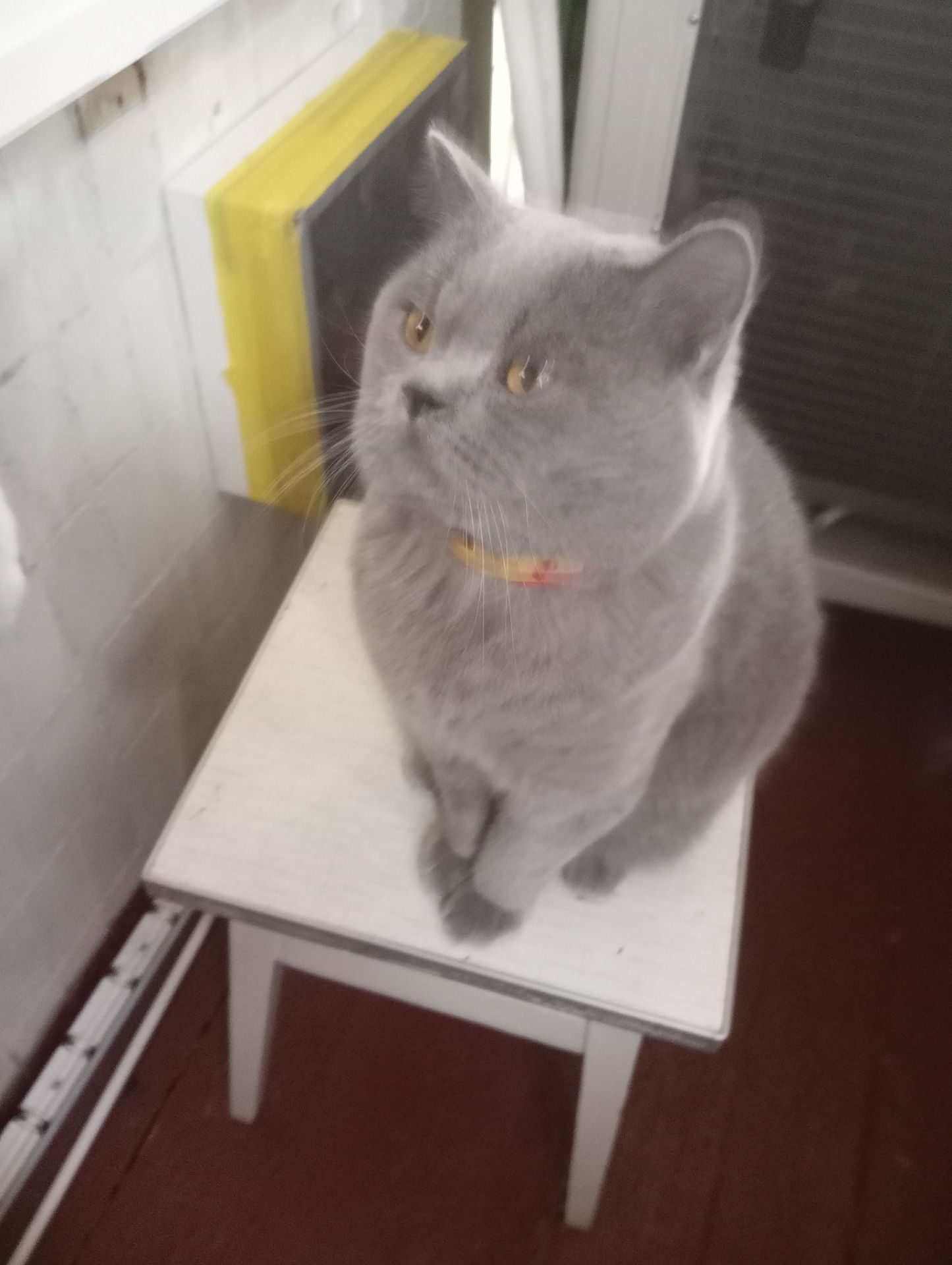 Молоденький британский котик