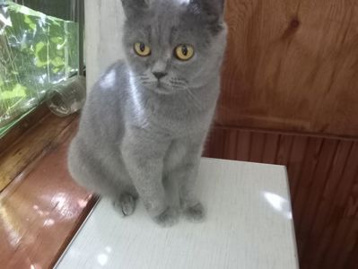 Британская молоденькая кошечка