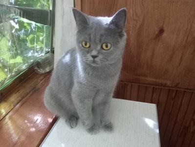 Британская молоденькая кошечка
