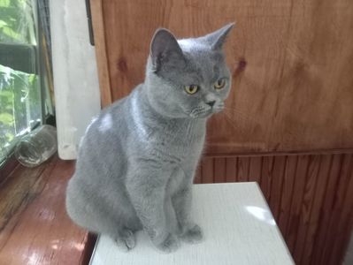 Британская молоденькая кошечка