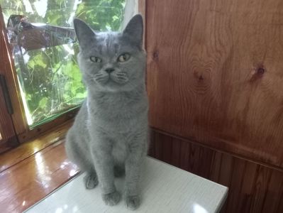 Британская молоденькая кошечка