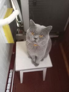 Молоденький британский котик