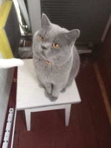 Молоденький британский котик