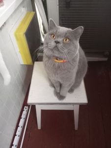 Молоденький британский котик