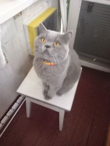 Молоденький британский котик