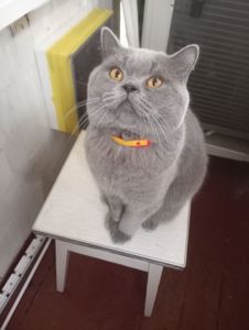 Молоденький британский котик