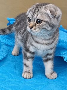Шотландский котенок, скоттиш фолд, питомник